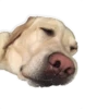 Dog's mood 7