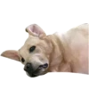 Dog's mood 8