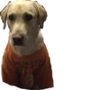 Dog's mood 9