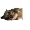 Dog's mood 10