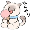 cute kitty . . 🤍 @Kenai_1 7
