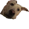 Dog's mood 11