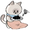 cute kitty . . 🤍 @Kenai_1 11