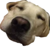 Dog's mood 12