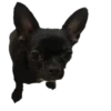 Dog's mood 13