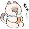 cute kitty . . 🤍 @Kenai_1 13