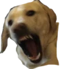 Dog's mood 14