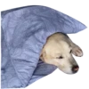 Dog's mood 17