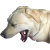 Dog's mood 18