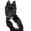 Dog's mood 22