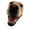 Dog's mood 23
