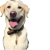 Dog's mood 24