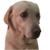 Dog's mood 25