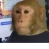 Mono 2 24