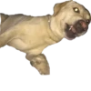 Dog's mood 26