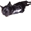 Dog's mood 28
