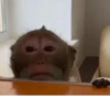 Mono 2 27