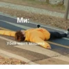 Ми: Убей меня мошина