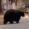 Black Bear 5