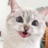 Expressive Cat 5