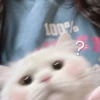 kitty 5