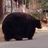 Black Bear 6