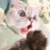 Expressive Cat 6