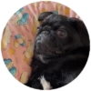 Pug Leonid 5