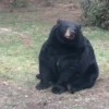 Black Bear 7