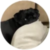Pug Leonid 6