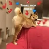 Только твоя псина