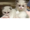 kitty 6