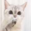 Expressive Cat 7