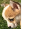 Disapproving dog 5