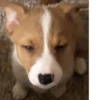 Disapproving dog 6