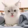 Expressive Cat 8