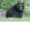 Black Bear 8
