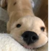 Disapproving dog 7