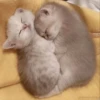 kitty 7