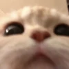 kitty 8