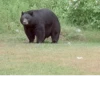 Black Bear 9