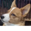 Disapproving dog 8