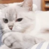 Expressive Cat 9