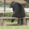 Black Bear 11