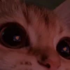 kitty 9