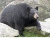 Black Bear 12