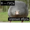 Я — ГУСЬ хорошо ебусь
