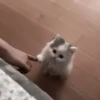 kitty 10
