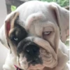 Disapproving dog 9