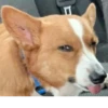 Disapproving dog 10